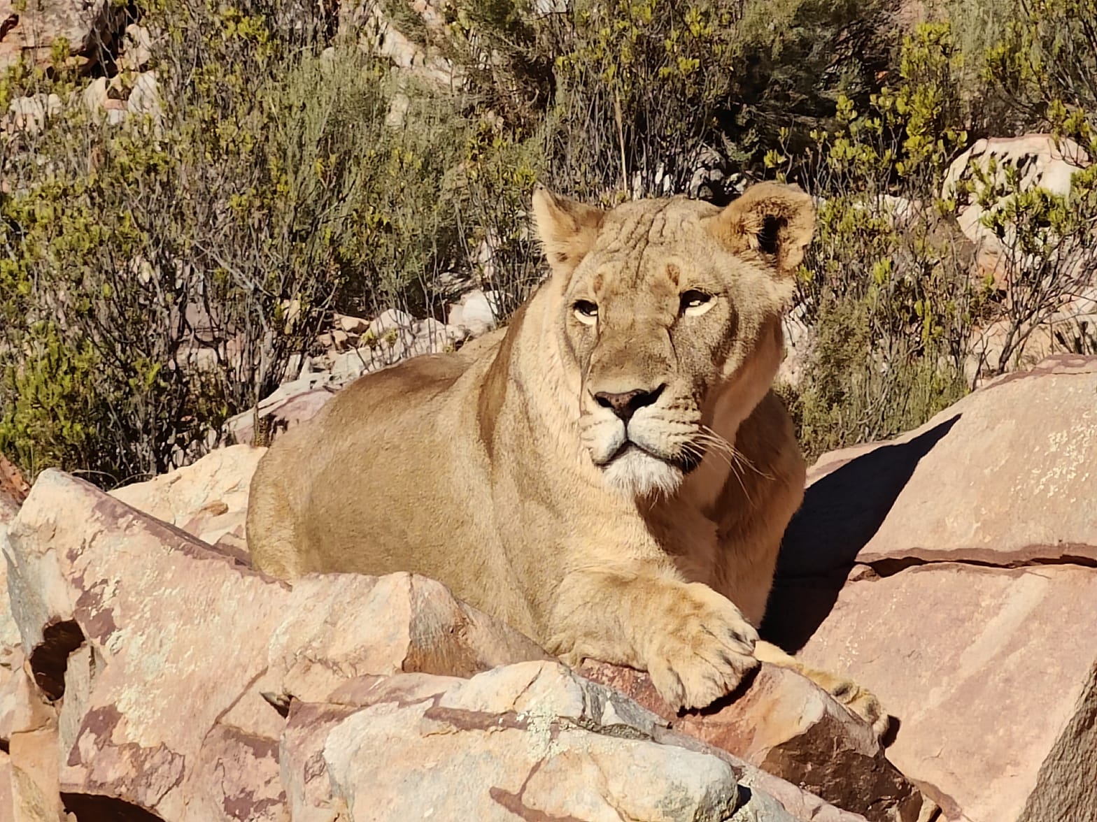 Aquila Game Reserve - Safari 43